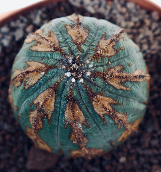 Euphorbia obesa ARROW MONSTER G31