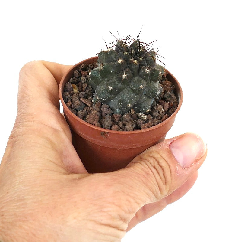 Copiapoa cinerea x atacamensis 81J