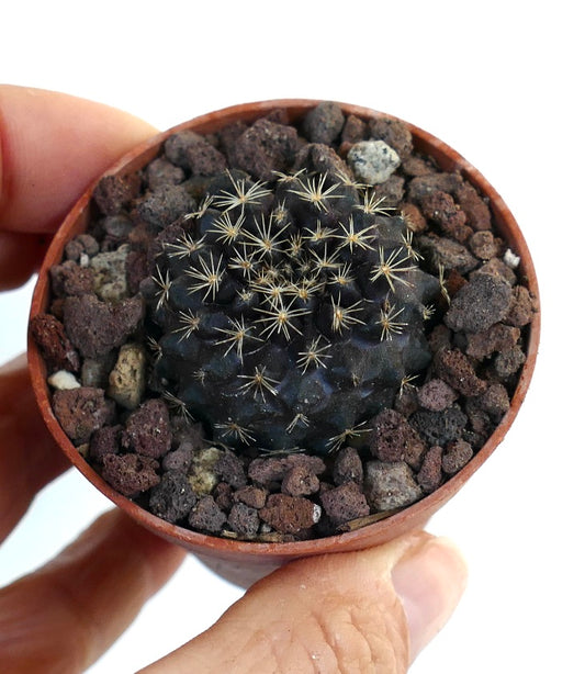 Copiapoa tenuissima ANTOFAGASTA MPF16