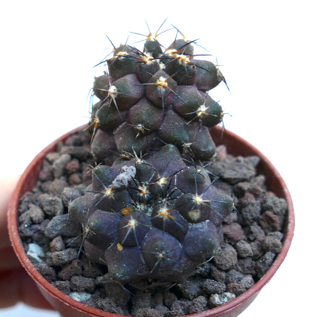 Copiapoa cinerea X griseoviolacea WE314