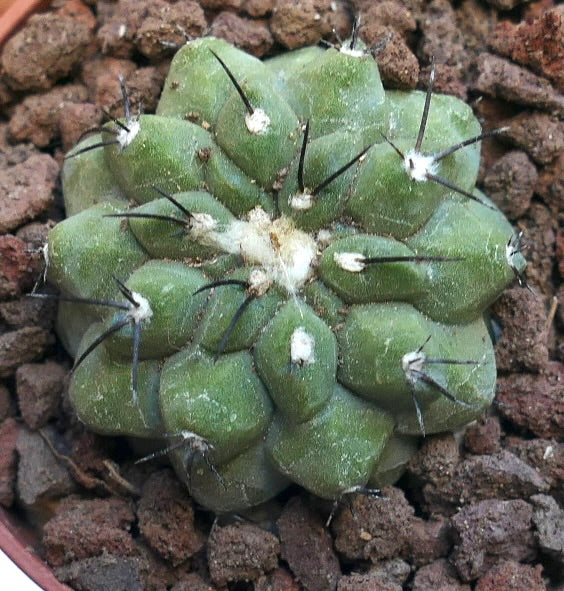 Copiapoa cinerea X hypogaea RNM74