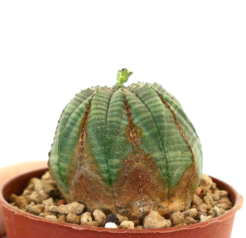 Euphorbia obesa 9E7-1018