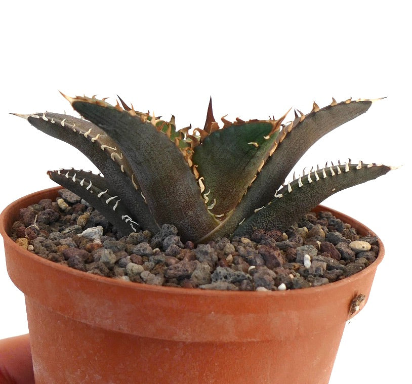 Agave titanota cv SHARK SHOUI 3R