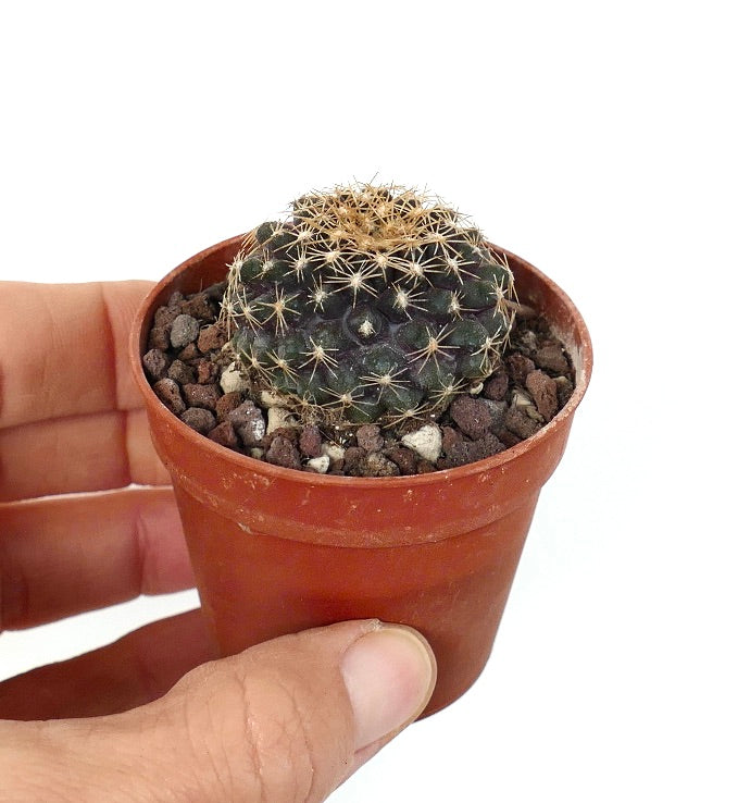 Copiapoa tenuissima SOUTH OF ANTOFAGASTA BRA