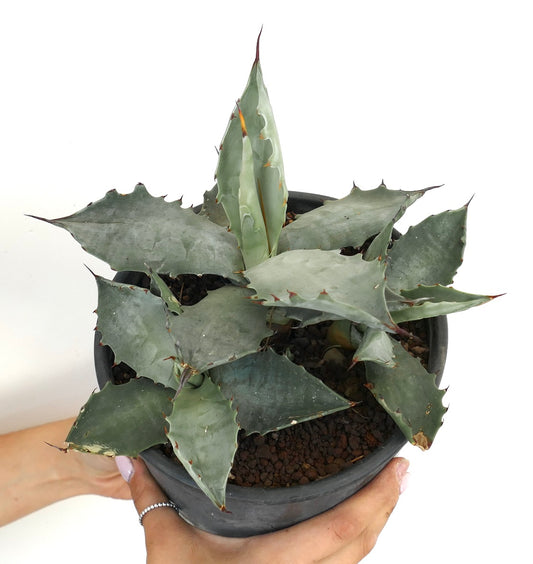 Agave colorata succulent with thick blue-gray leaves and sharp reddish spines in black pot