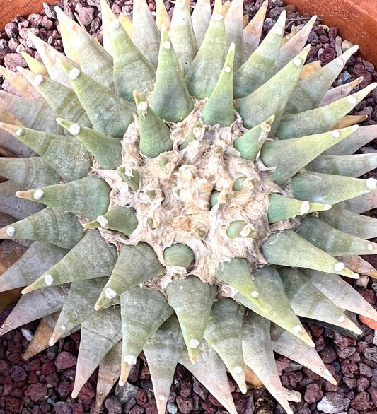 Ariocarpus retusus FT38 SEEDS