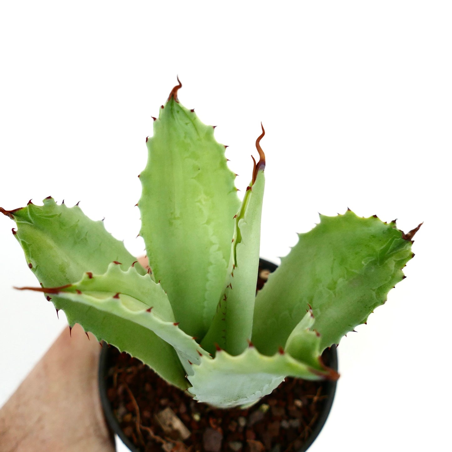 Agave eborispina x marmorata MONSTRUOSUS (Mr. Corsi) HYBRID WR731