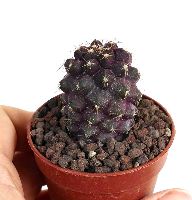 Copiapoa griseoviolacea X serpentisulcata 18N