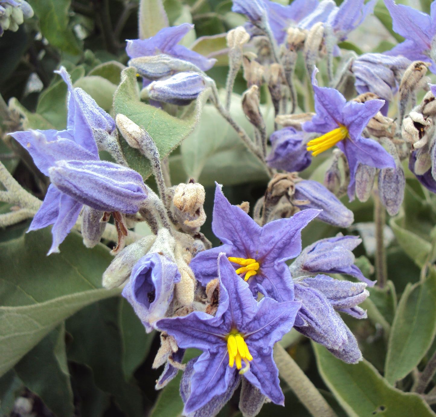 Solanum mauritianum