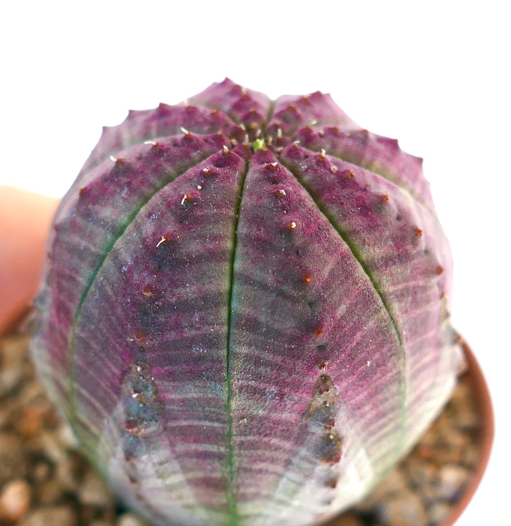 Euphorbia obesa PINK GREY RS9Z