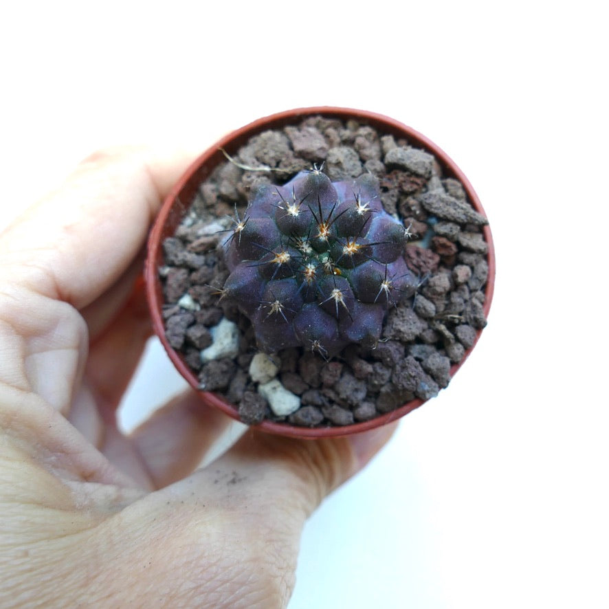 Copiapoa griseoviolacea WE309