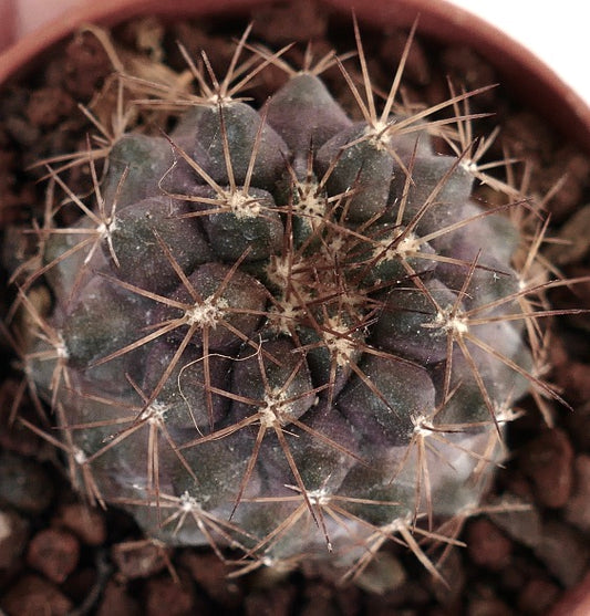 Copiapoa variispinata X serpentisulcata AQ12