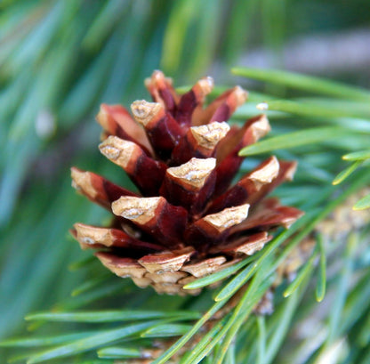 Pinus sylvestris