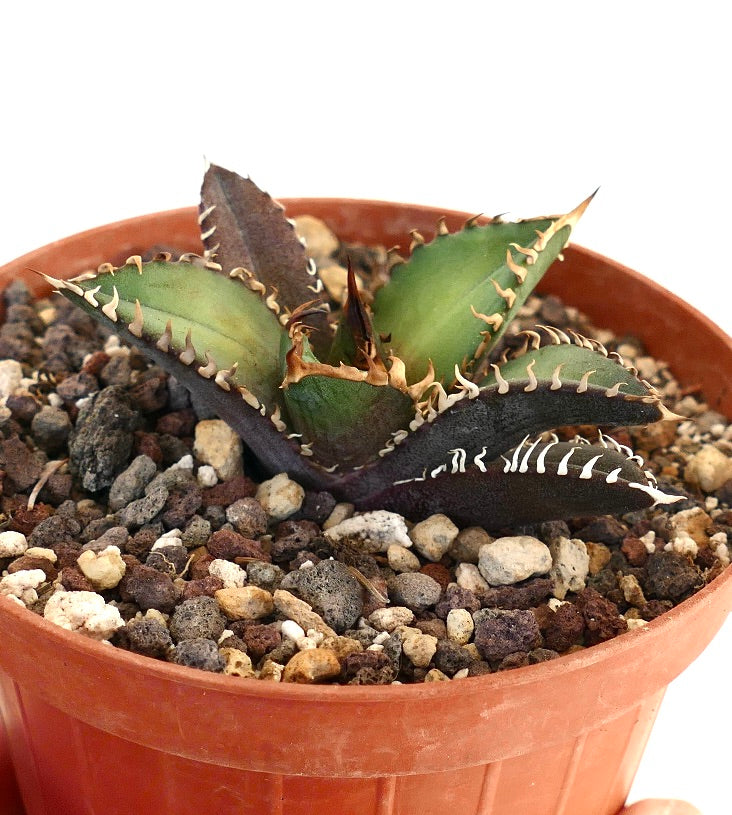 Agave titanota cv SHARK SHOUI LKL