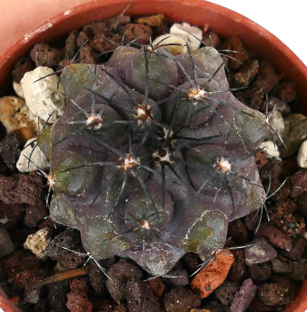 Copiapoa griseoviolacea F5L