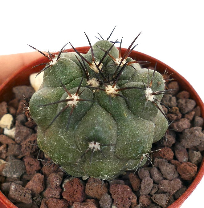 Copiapoa cinerea GREEN X griseoviolacea BN5