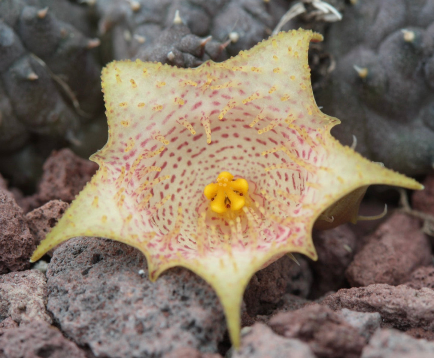 Huernia kennedyana (2-3cm UNROOTED CUTTING)