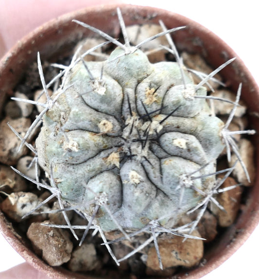 Copiapoa cinerea X alticostata L10