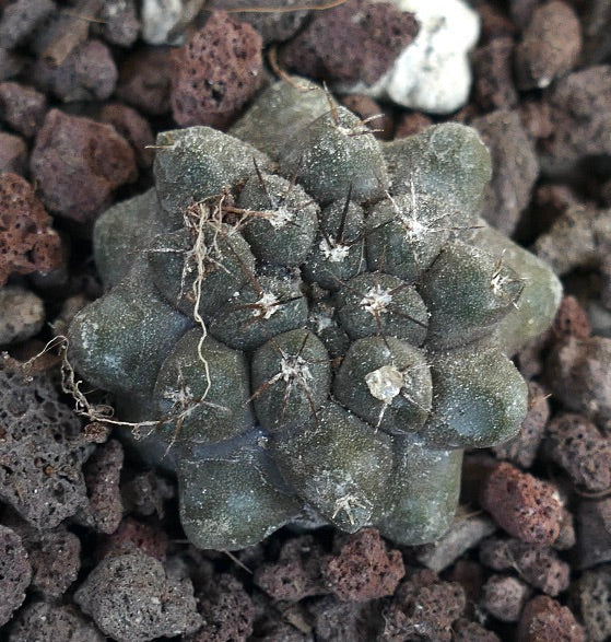 Copiapoa cinerea form nuda X Copiapoa cinerea KIKKO JPT71