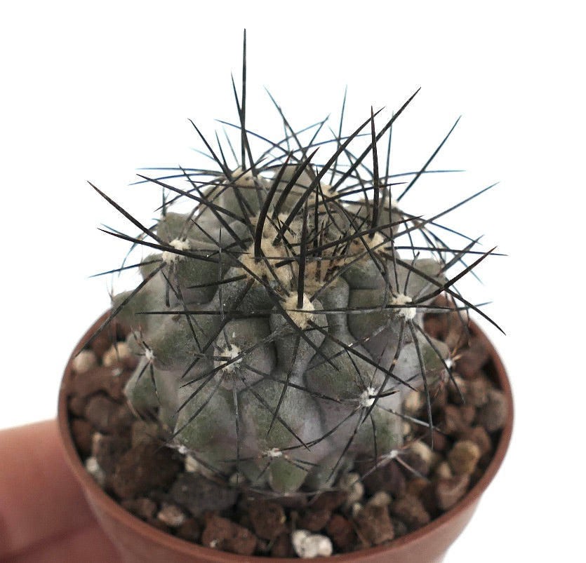 Copiapoa cinerea form longispina 207M