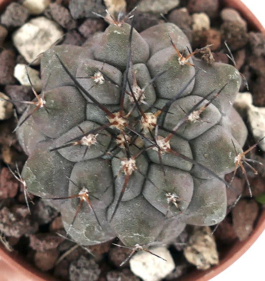 Copiapoa cinerea X Copiapoa serpentisulcata V14