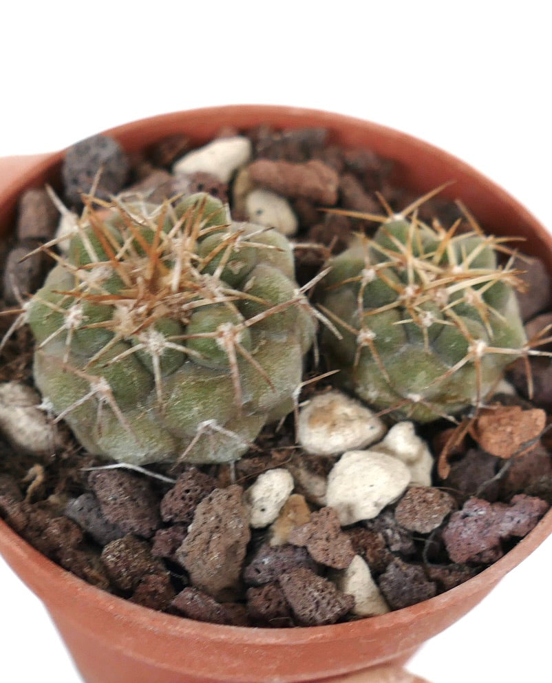 Copiapoa serpentisulcata (2 seedlings) K37