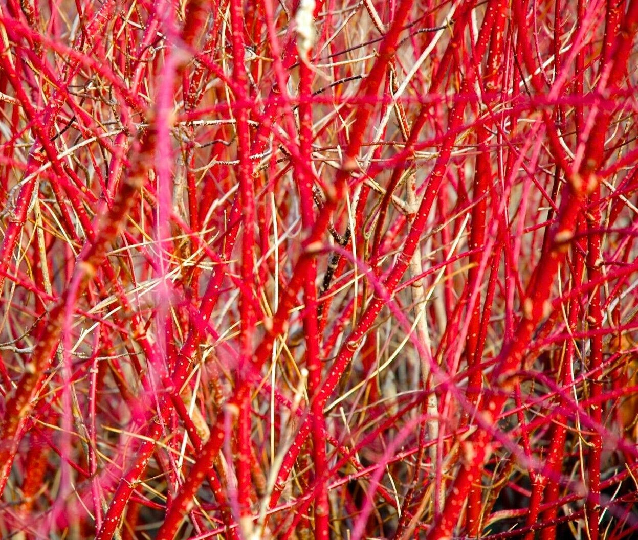 Cornus sanguinea