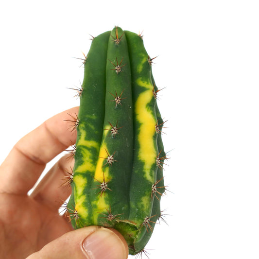 Cereus sp. NORTH of ZACATECAS VARIEGATED CUTTING