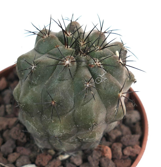 Copiapoa cinerea form nudum X humilis Y33