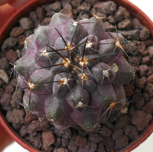 Copiapoa cinerea X griseoviolacea F9