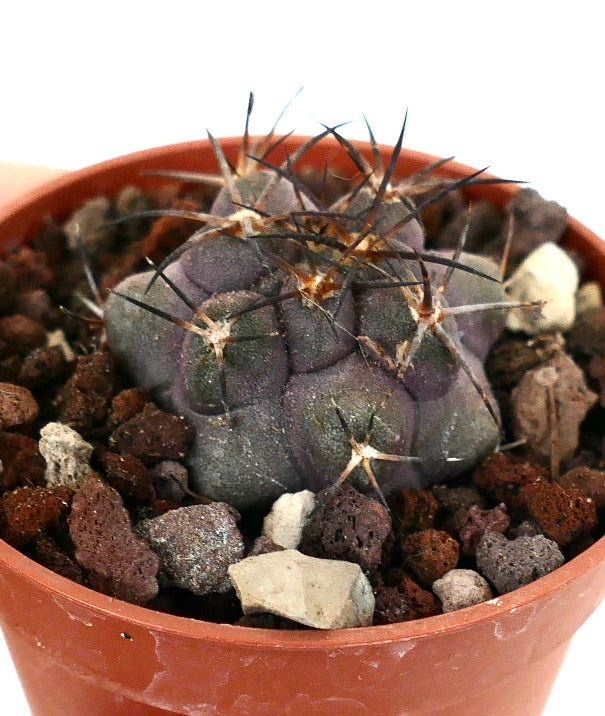 Copiapoa griseoviolacea PL3