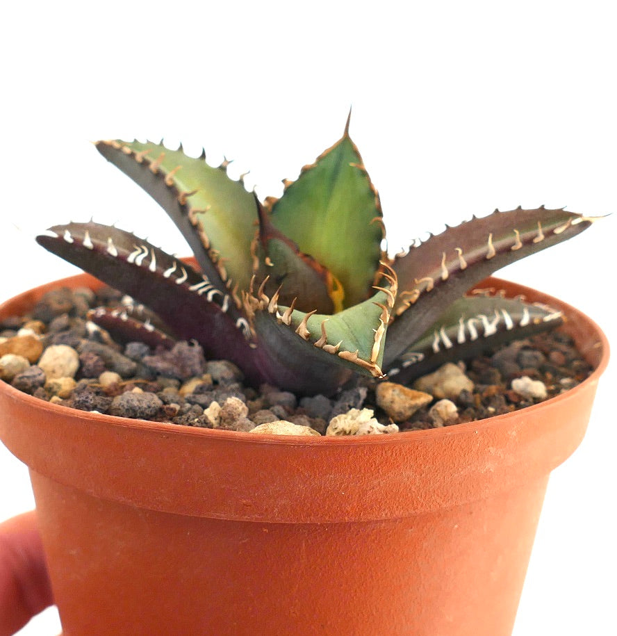 Agave titanota cv SHARK SHOUI 866