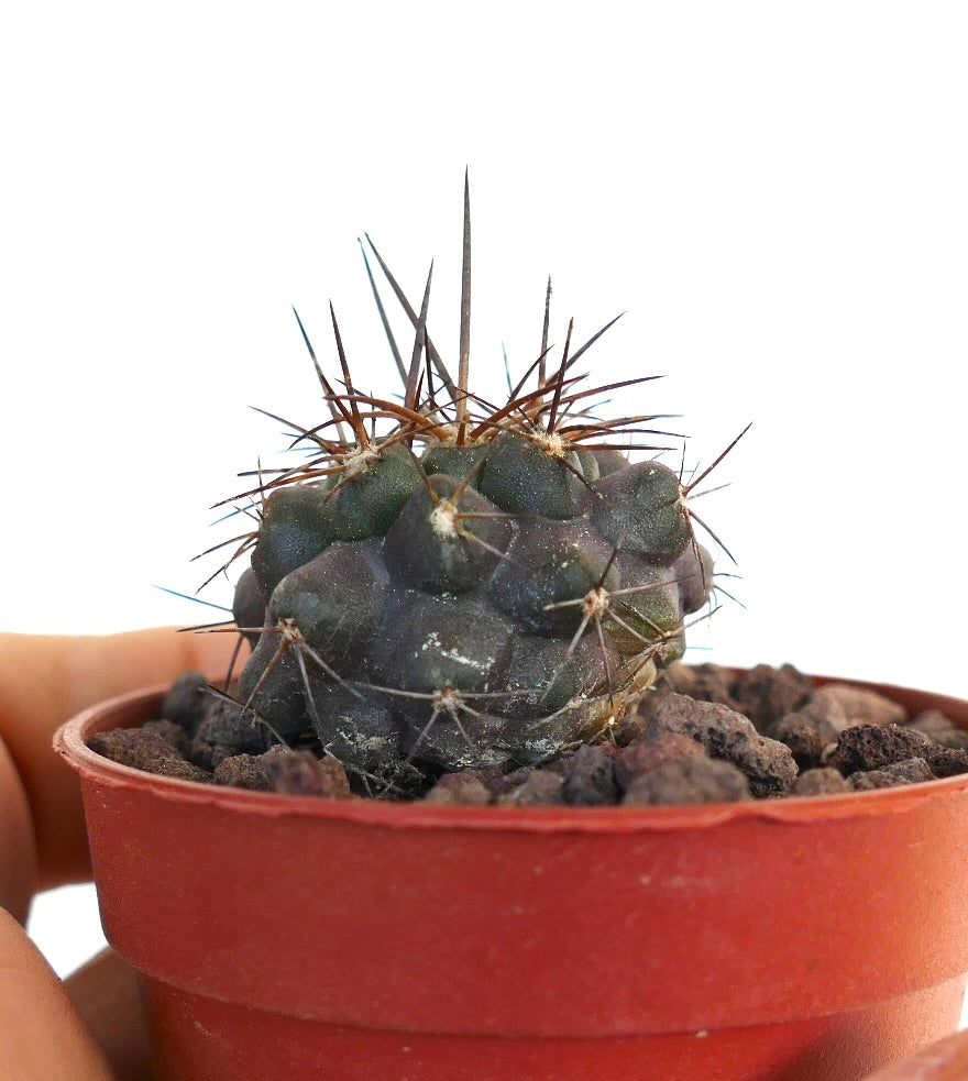 Copiapoa atacamensis WZI7