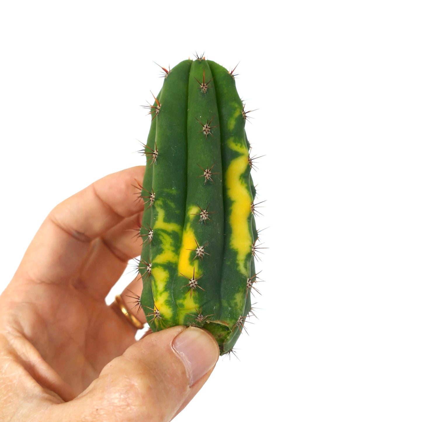 Cereus sp. NORTH of ZACATECAS VARIEGATA CUTTING