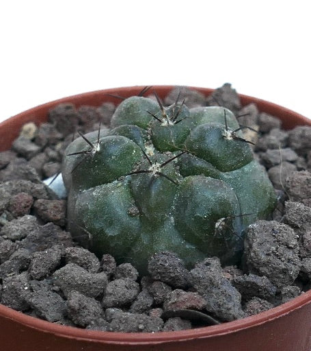 Copiapoa cinerea x hypogaea Q26M