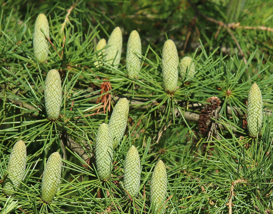 Cedrus deodara