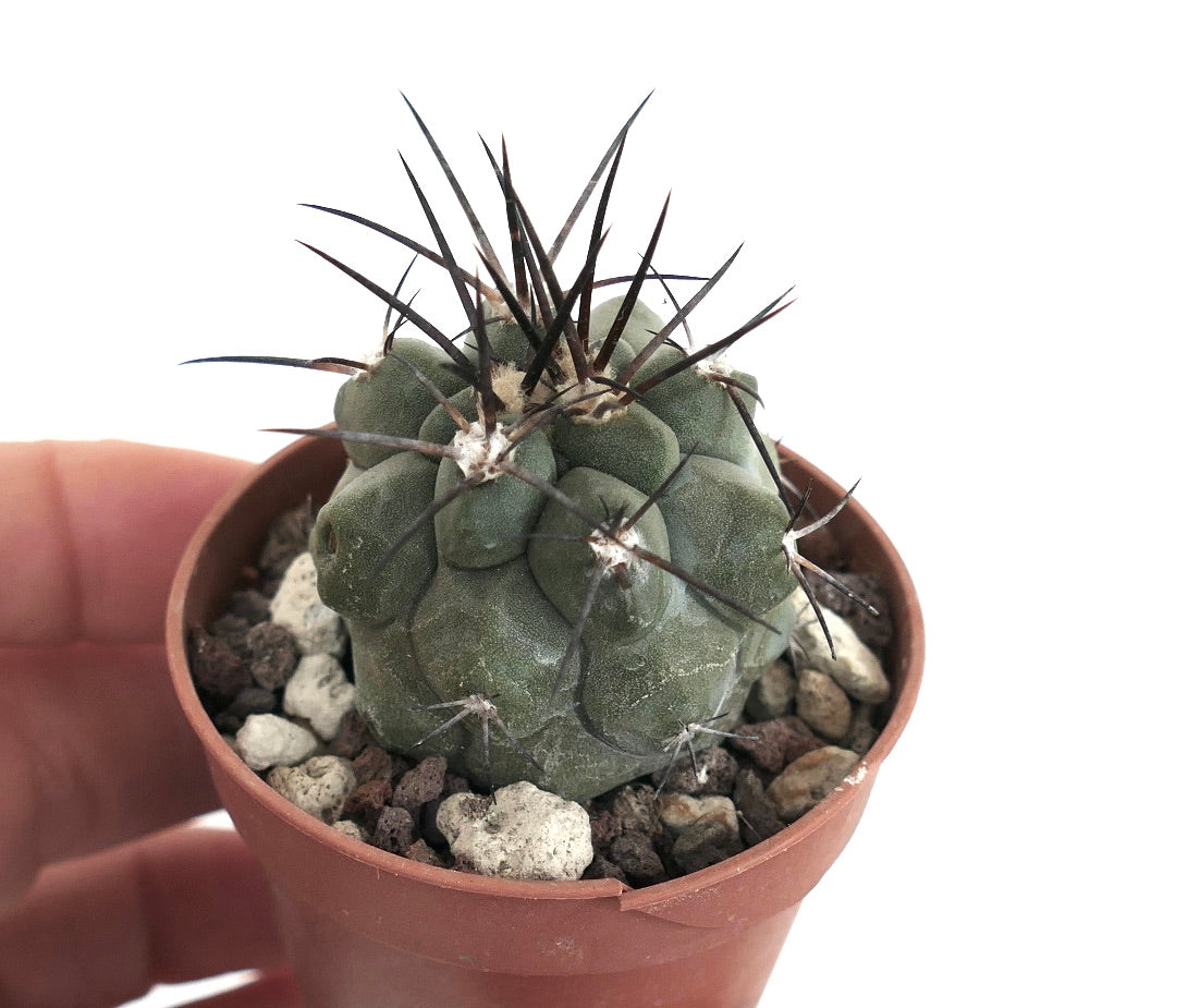 Copiapoa cinerea X atacamensis 669C