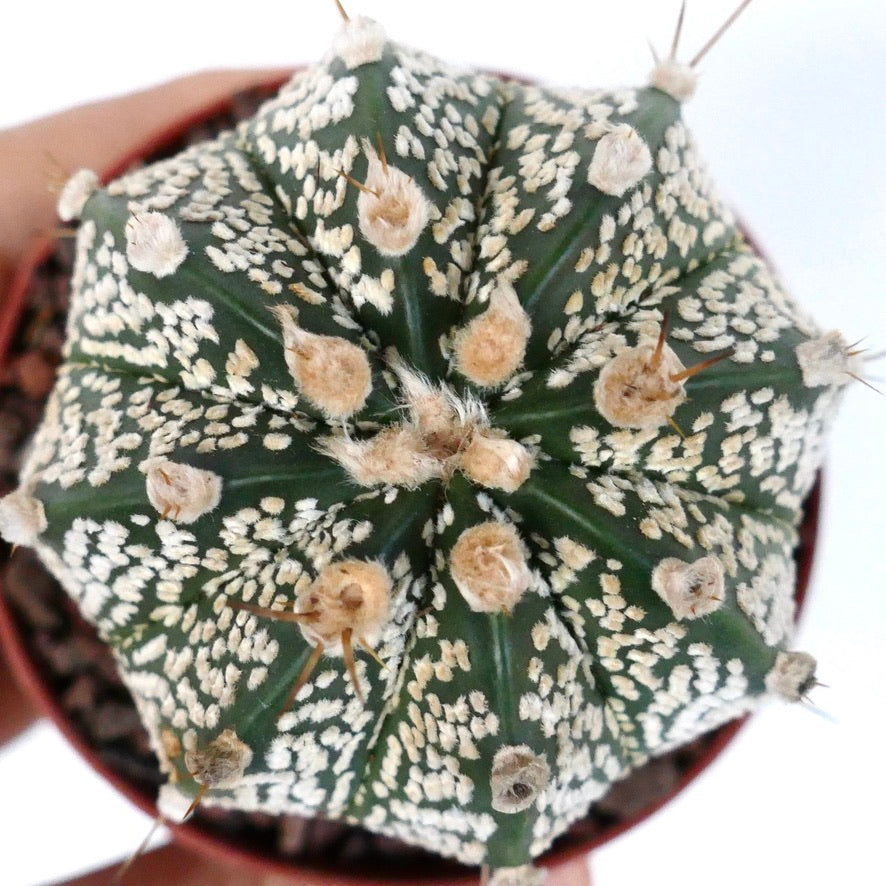 Astrophytum cv ONZUKA x SUPERKABUTO 73B