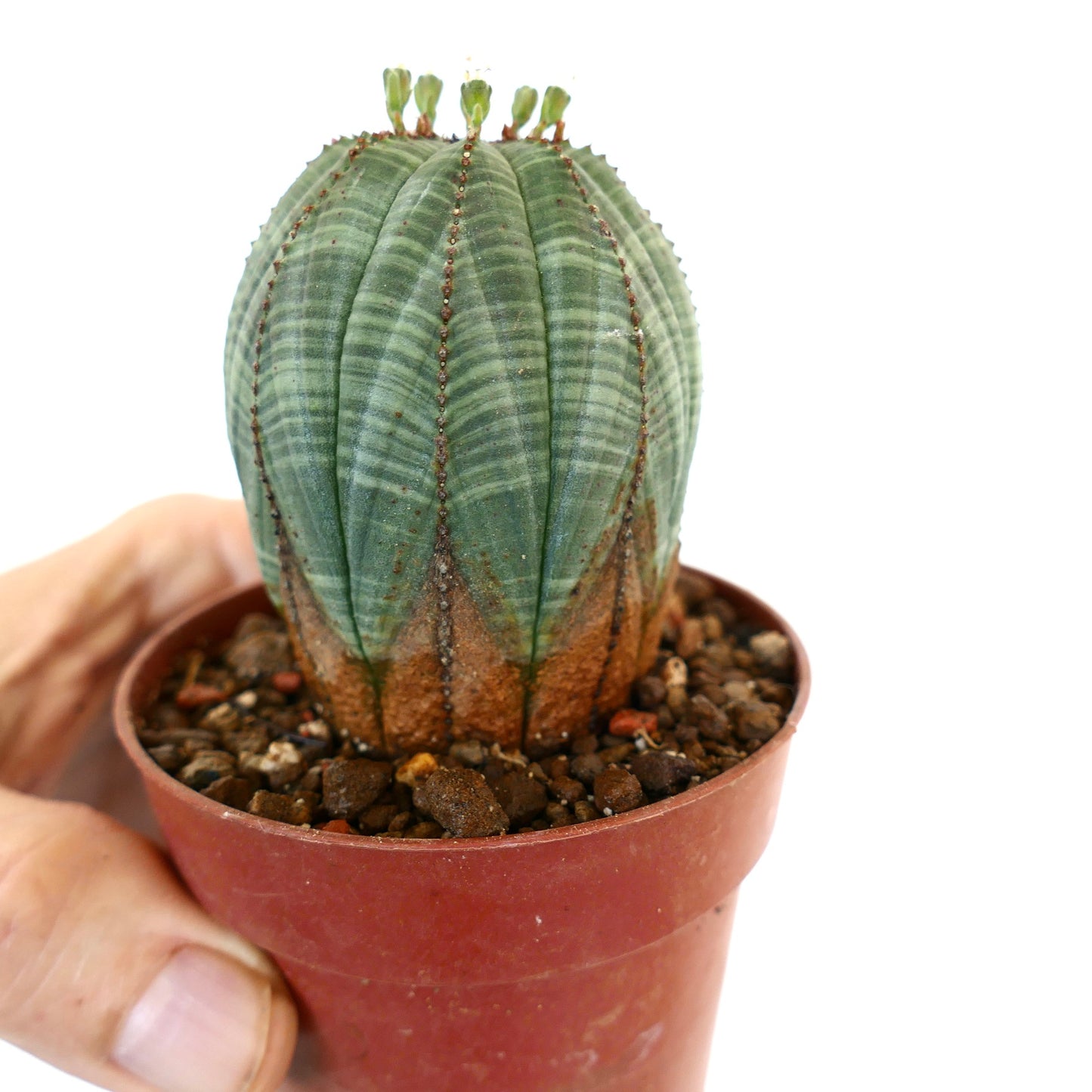 Euphorbia obesa SUC19