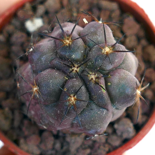 Copiapoa griseoviolacea SF1