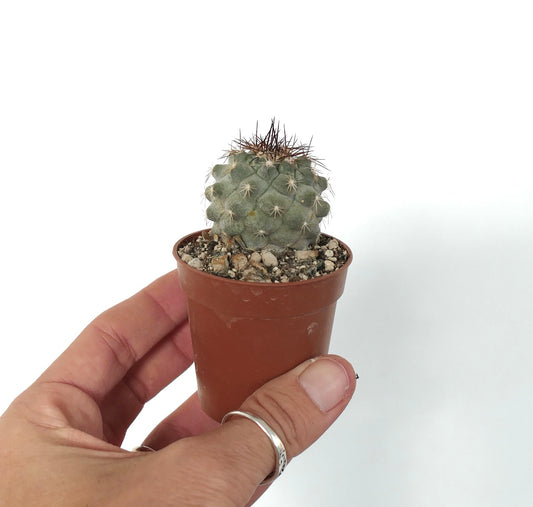 Copiapoa cinerea X desertorum STM1