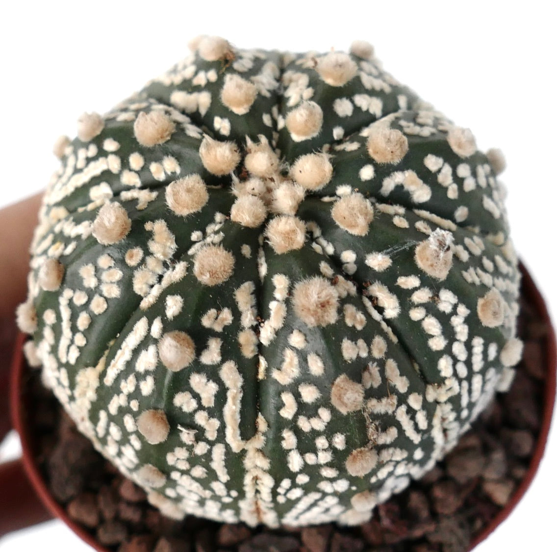 Astrophytum asterias OIBBO x SUPERKABUTO JP89