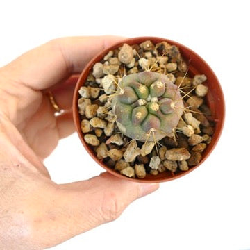 Copiapoa gigantea small round succulent cactus with thick spines in pot