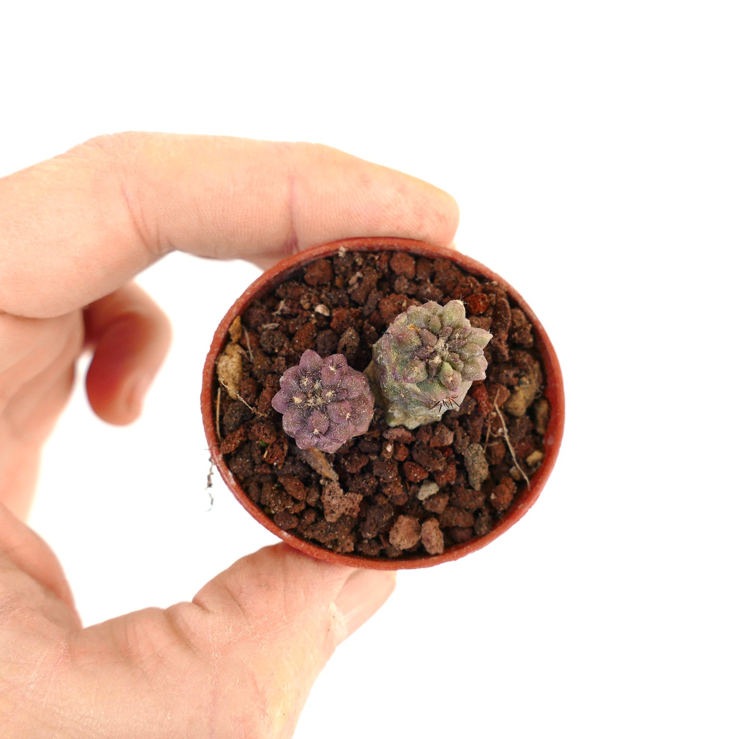 Copiapoa cinerea X Copiapoa sp. HYBRIDS (2 seedlings) AW1