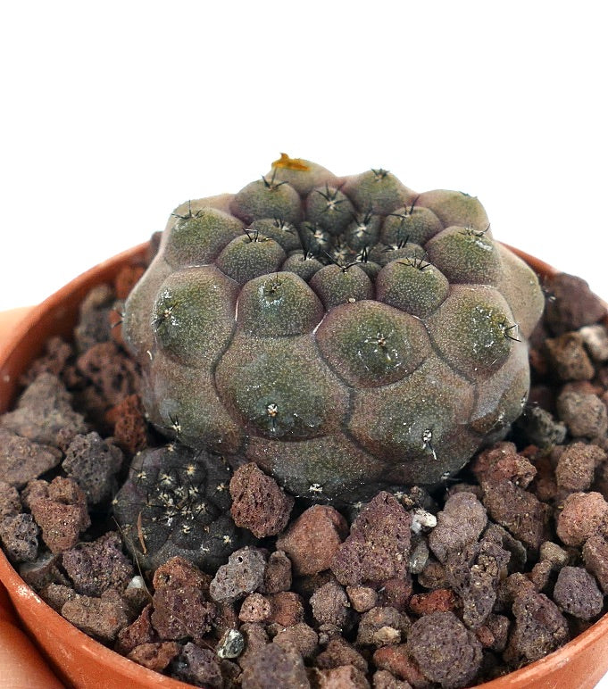 Copiapoa hypogaea JSM74