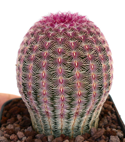 Echinocereus rigidissimus subs. rubispinus 6cm