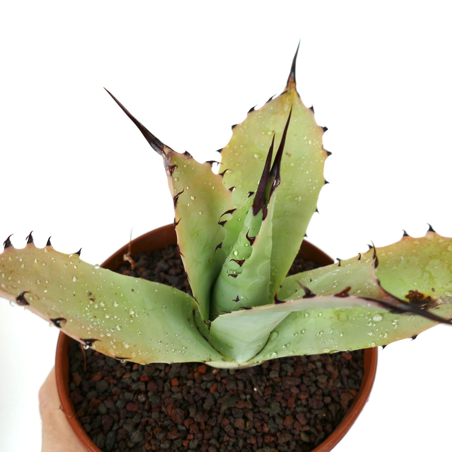 Agave bovicornuta X Agave applanata (Mr Corsi) MM9