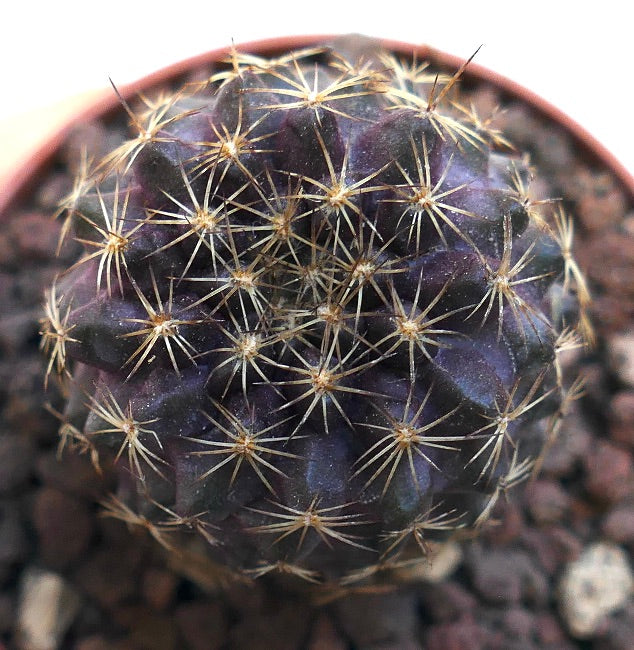 Copiapoa tenuissima SAB34