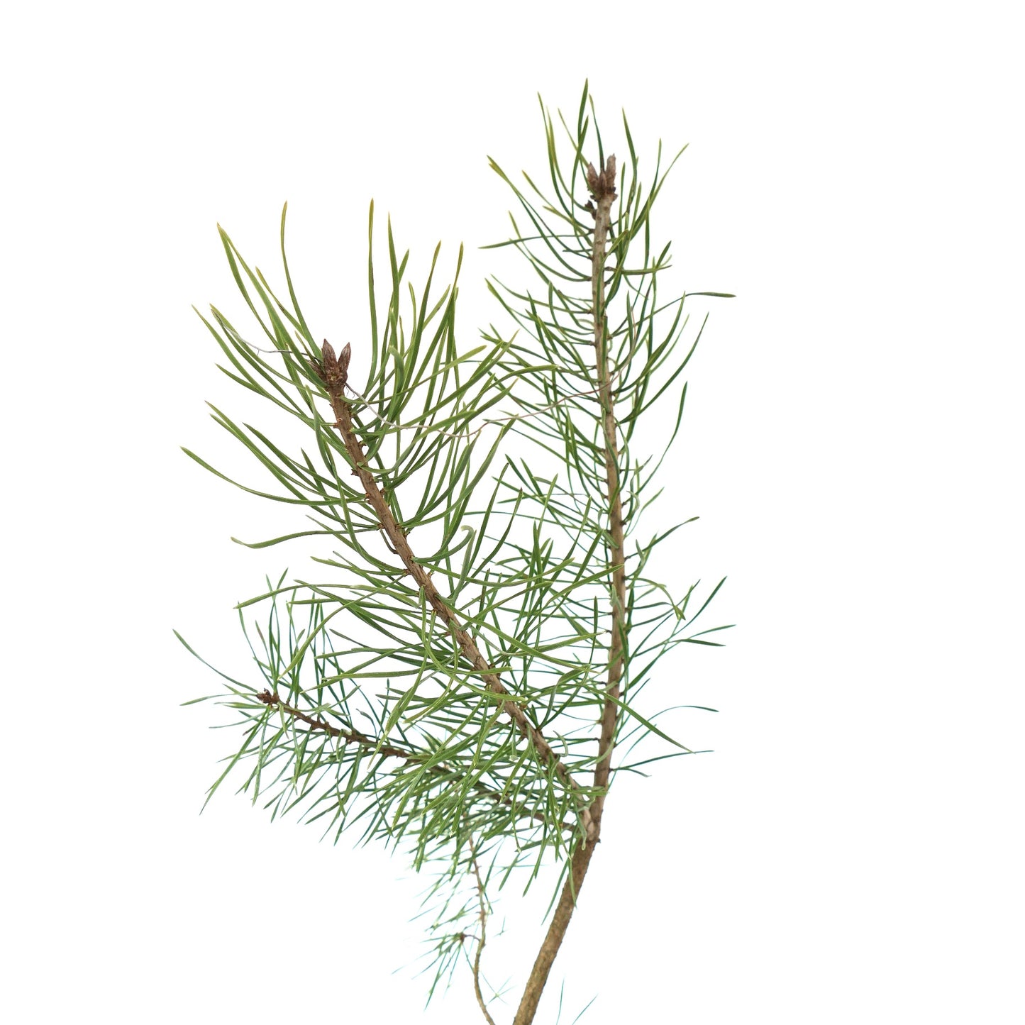 Pinus sylvestris 90-110cm