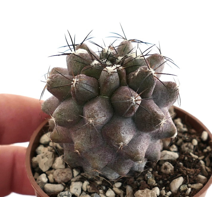 Copiapoa cinerea KIKKO X humilis C128B